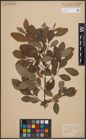 Foto von Salix cinerea L. x Salix nigricans Sm.